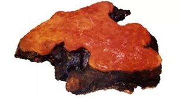 Antrodia Cinnamomea Supplement Capsules