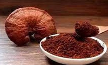 Ganoderma lucidum Supplement Capsules
